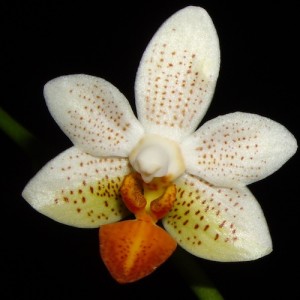  and orchid watering 